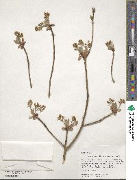 Sassafras albidum image