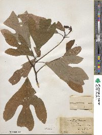 Sassafras albidum image