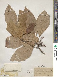 Sassafras albidum image