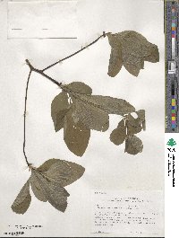 Sassafras albidum image