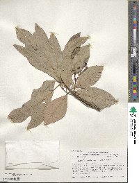 Sassafras albidum image