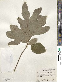 Sassafras albidum image