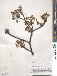 Sassafras albidum image