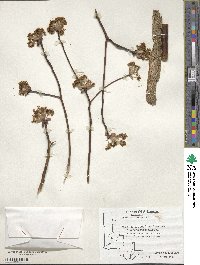 Sassafras albidum image