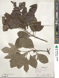 Sassafras albidum image