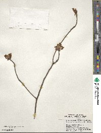 Sassafras albidum image