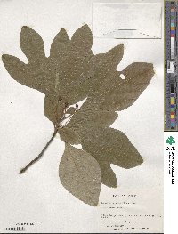 Sassafras albidum image