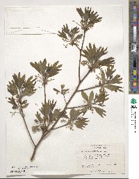 Sassafras albidum image