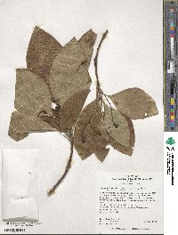 Sassafras albidum image