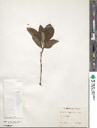 Sassafras albidum image