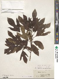 Sassafras albidum image