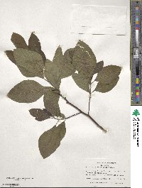 Sassafras albidum image