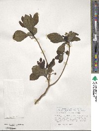 Sassafras albidum image