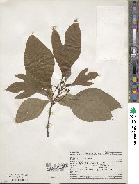 Sassafras albidum image