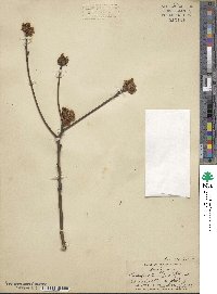 Sassafras albidum image