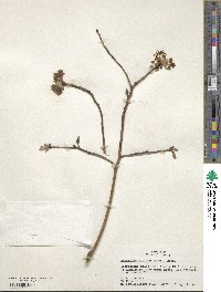 Sassafras albidum image