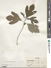 Sassafras albidum image