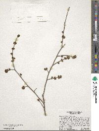 Sassafras albidum image