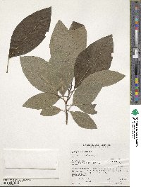 Sassafras albidum image