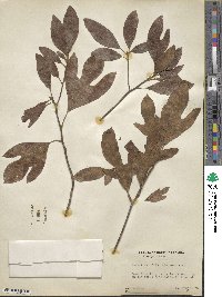 Sassafras officinale image