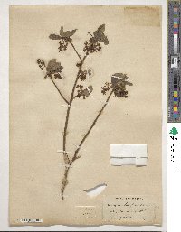 Sassafras albidum image