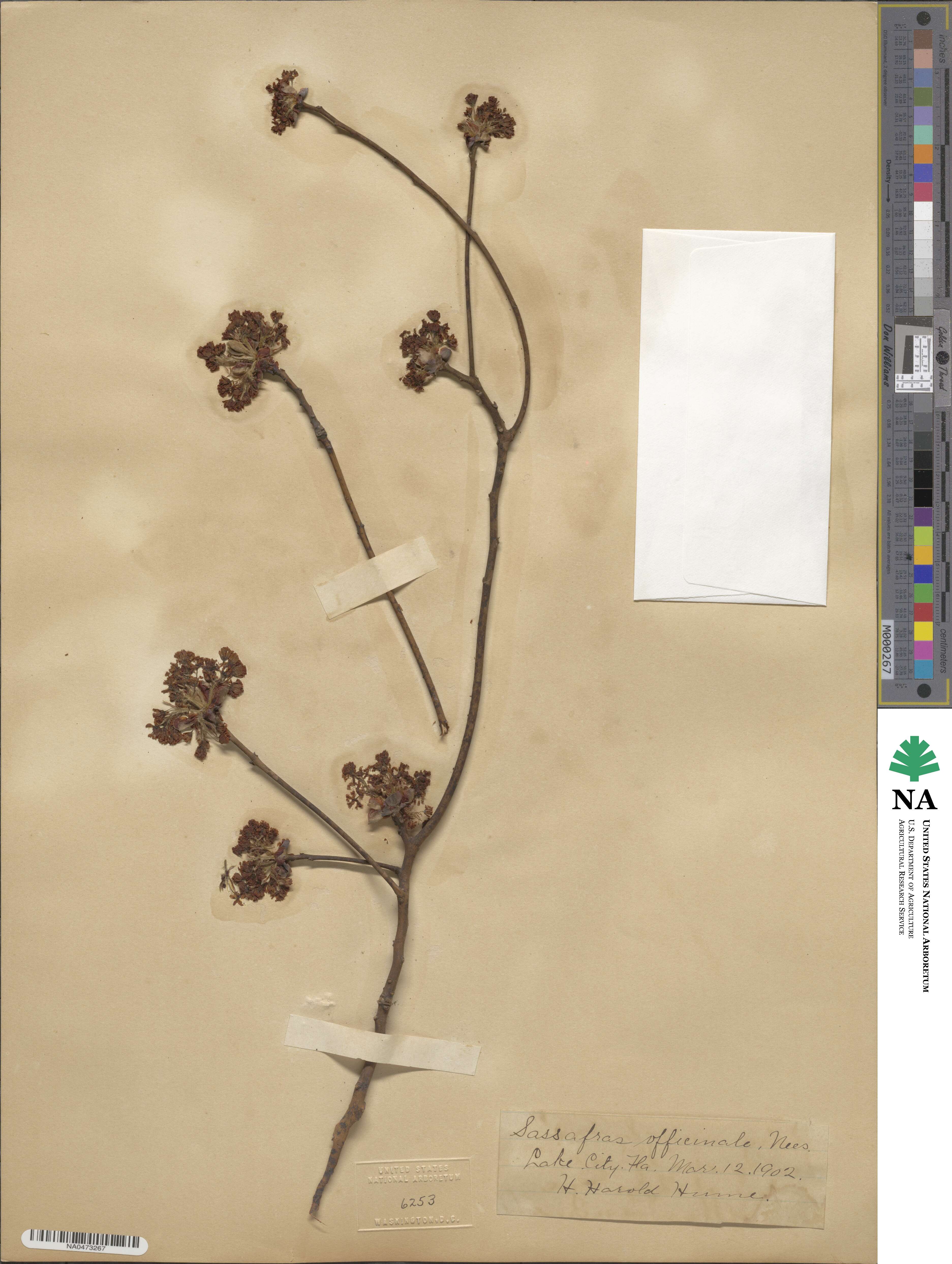 Sassafras officinale image