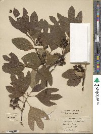 Sassafras albidum image