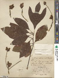 Sassafras albidum image