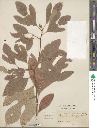 Sassafras albidum image