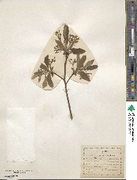 Sassafras albidum image