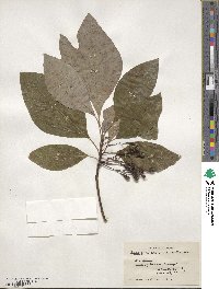 Sassafras albidum image