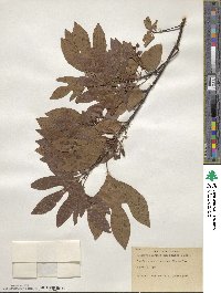 Sassafras albidum image