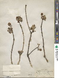 Sassafras albidum image