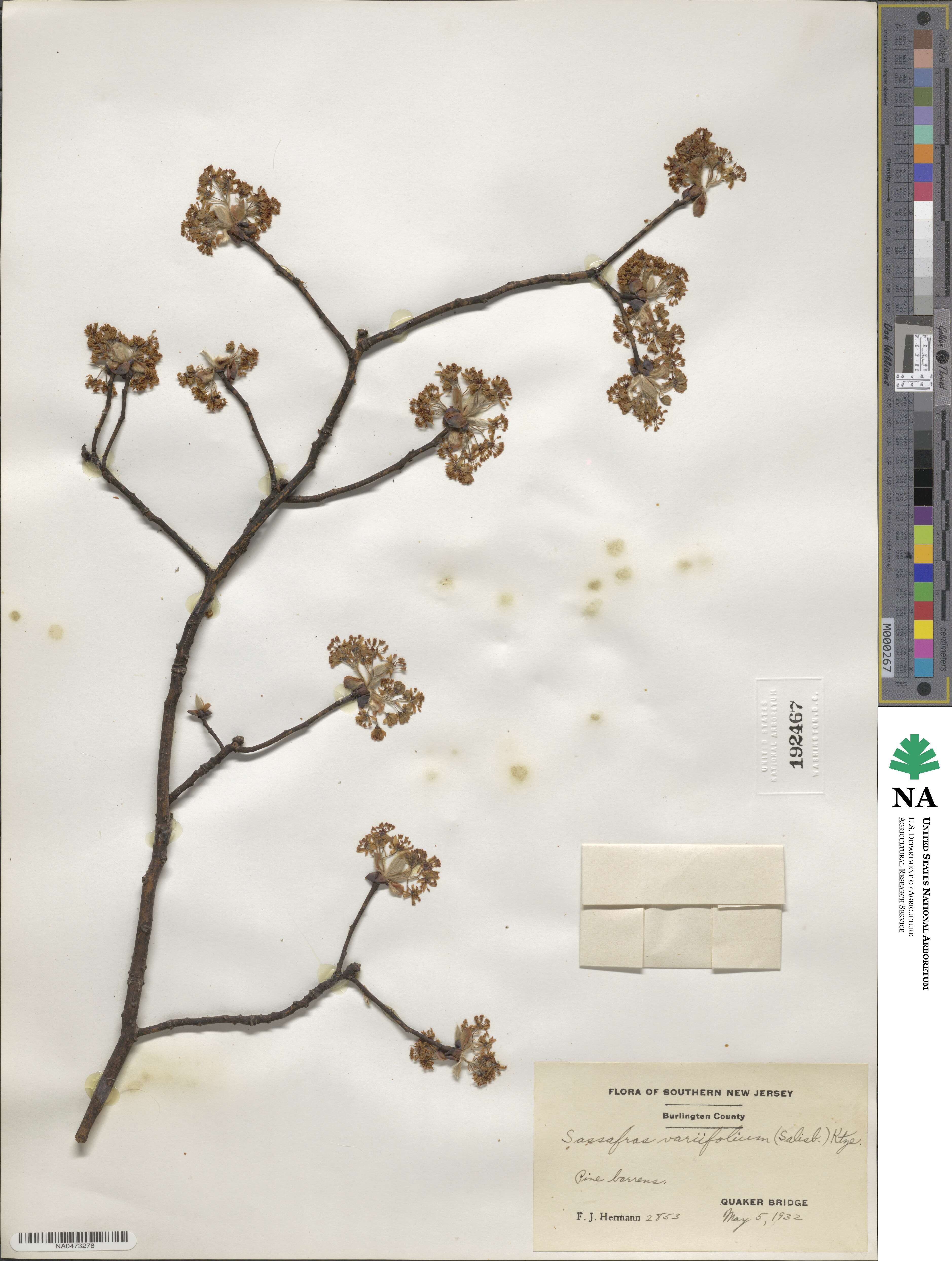Sassafras albidum image