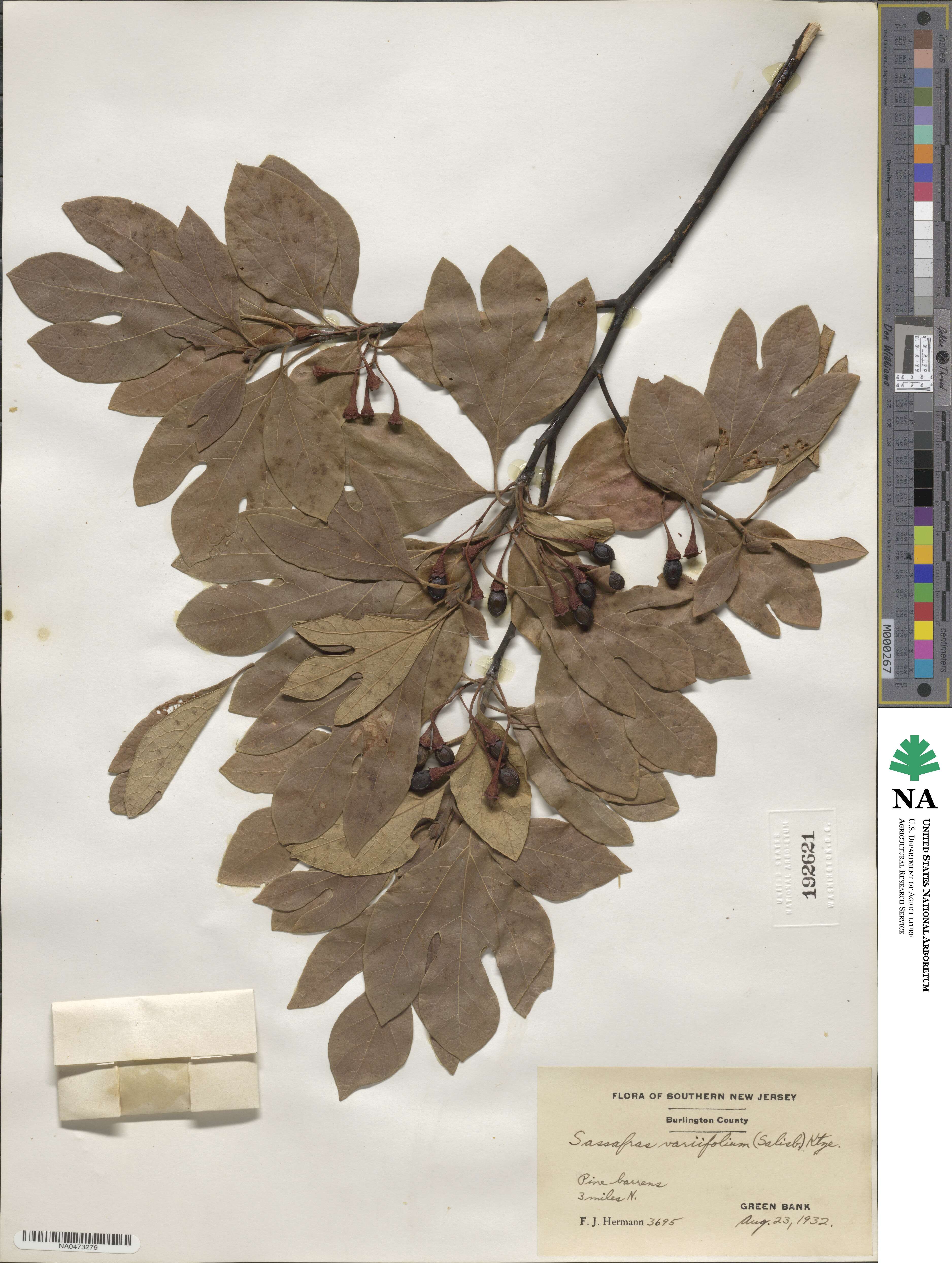 Sassafras albidum image