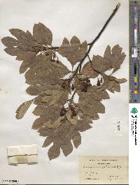 Sassafras albidum image