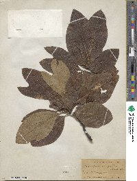 Sassafras albidum image