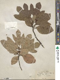 Sassafras albidum image