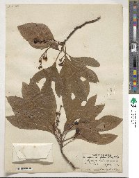 Sassafras albidum image