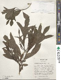 Sassafras albidum image