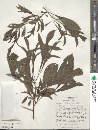 Sassafras albidum image