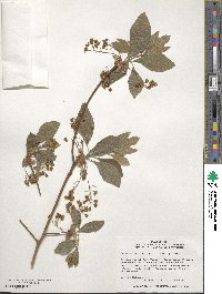 Sassafras albidum image