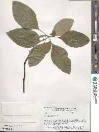 Sassafras albidum image