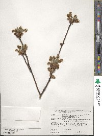 Sassafras albidum image