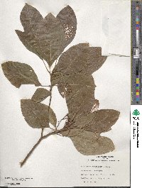 Sassafras albidum image