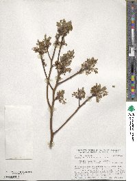 Sassafras albidum image