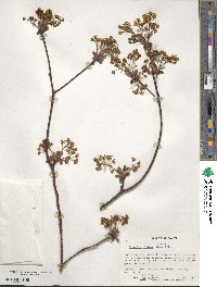 Sassafras albidum image