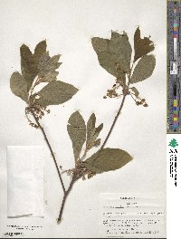 Sassafras albidum image