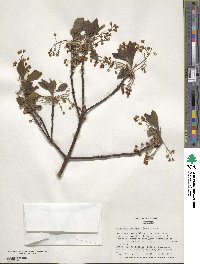 Sassafras albidum image