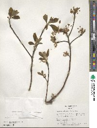 Sassafras albidum image